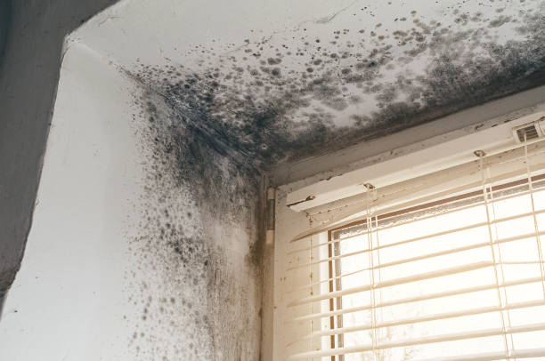 Affordable Hvac And Air Duct Mold Remediation solutions in Fairfield, TX